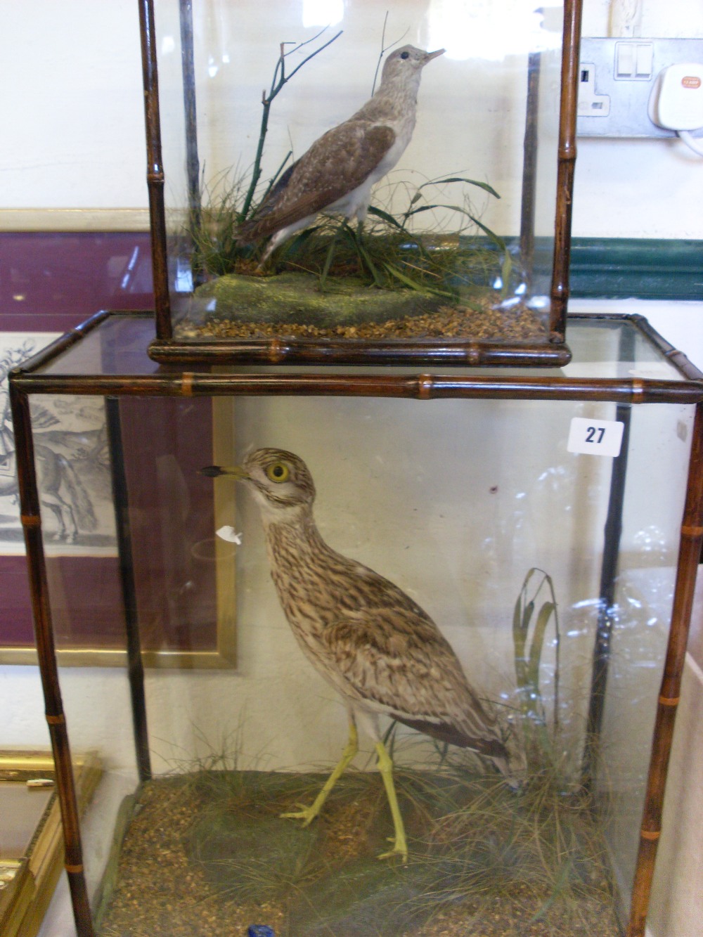 Two glazed natural history specimens of birds.