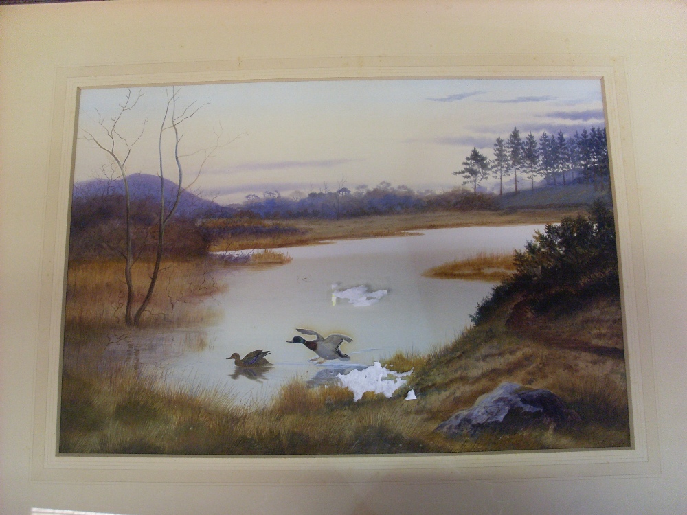 PHILIP RICKMAN `Mallard Dropping in Ochterlony` Signed, watercolour.