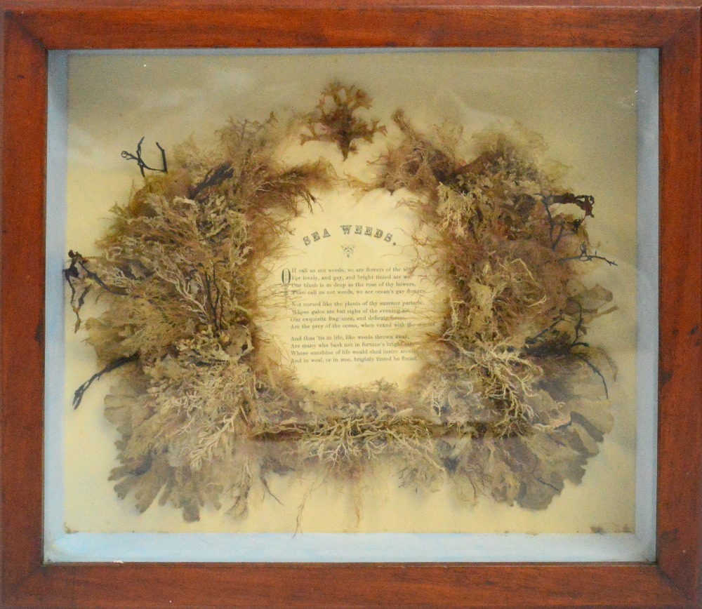An Edwardian mahogany and glazed sea weed display, the interior decorated with a ring of sea weed