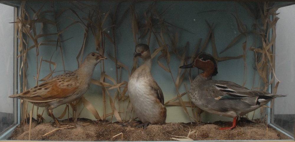 Taxidermy - a corncrake, teal and grebe, set amongst reeds, 41cm x 69cm