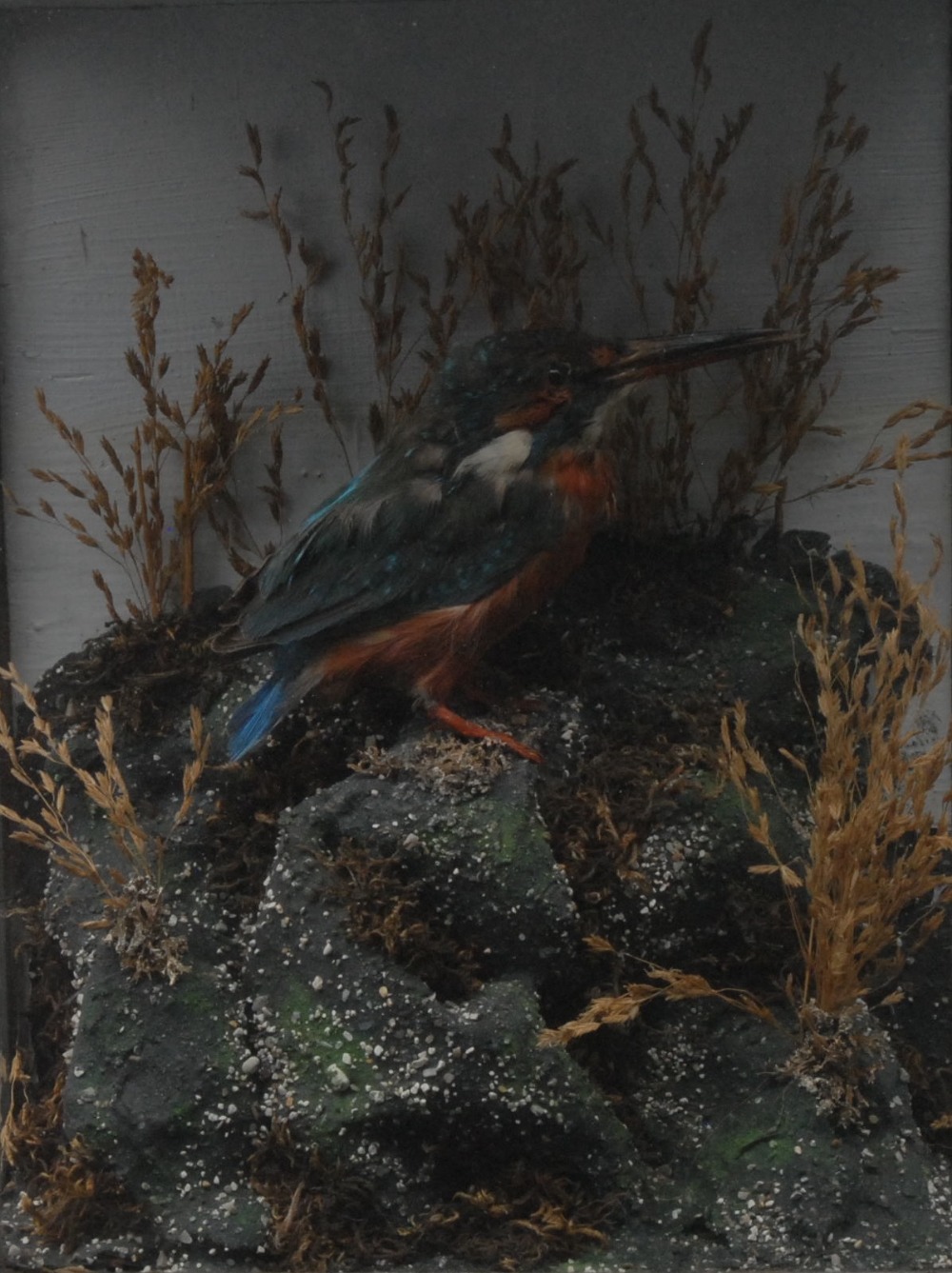 Taxidermy - a Kingfisher, perched on a rocky mound, the case 29cm x 22cm, label to verso,
