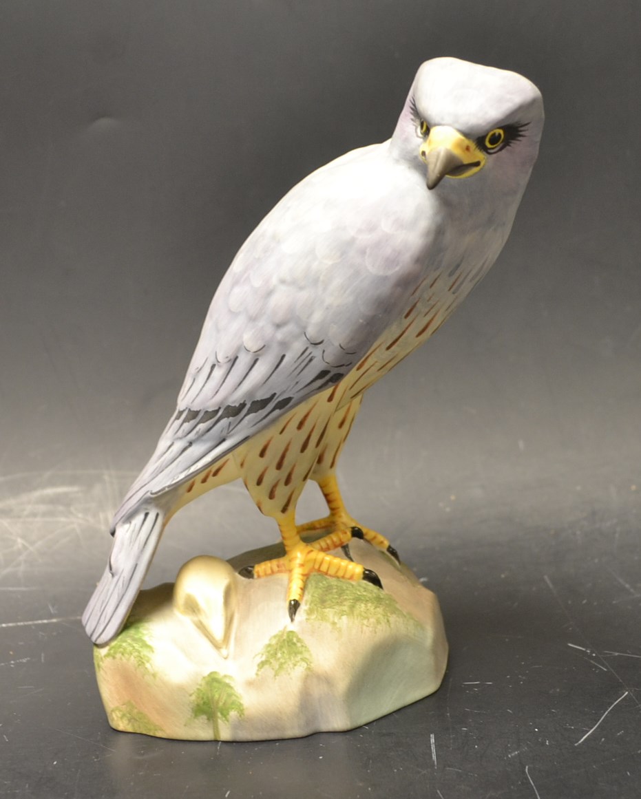 A Spode model of a bird of prey, Montague's Harrier, 18cm high