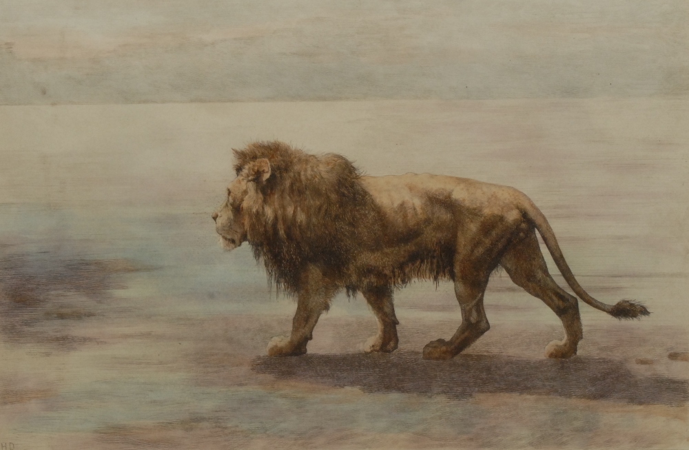 Herbert Thomas Dicksee (1862 - 1942), by and after, Prowling Lion, coloured etching, published by