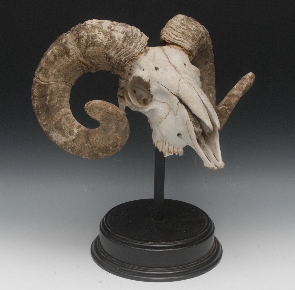 Natural History - a ram's skull (Ovis aries), mounted on a circular ebonised plinth, 42.4cm high,