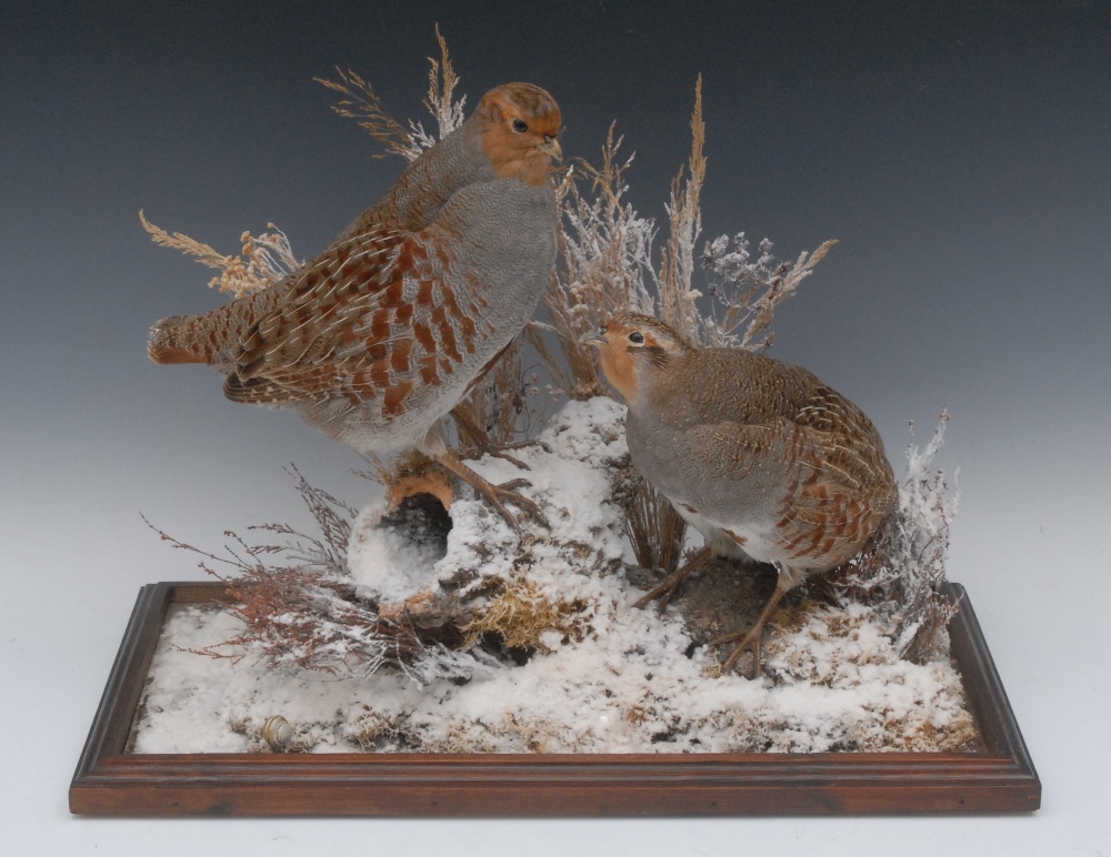 Taxidermy - a pair of partridges, mounted amongst 'snow' covered  mosses and ferns, 42cm x 51cm
