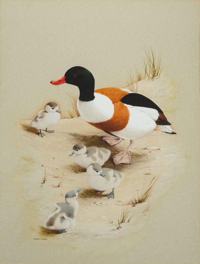 * Raymond C. Watson [1935-1994]-
Duck with ducklings in a naturalistic setting:-
signed bottom
