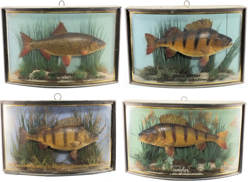 A family group of four preserved and mounted fish by J Cooper & Sons and F W Anstiss taxidermists:,