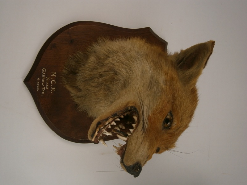 A preserved and mounted fox mask by Spicer, dated 1923:.