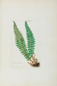 Bolton (James) - Filices Britannicae; an History of the British Proper Ferns, 2 parts in 1,   first