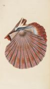 Donovan (Edward) - The Natural History of British Shells, 5 vol.,   first edition ,  180 hand-