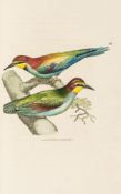 Sowerby (James) - The British Miscellany: or Coloured Figures of New, Rare, or Little Known Animal