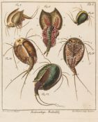 Schaeffer (Jacob Christian) - Abhandlungen von Insecten, 2 vol.,   titles with engraved vignette in