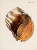 Reeve (Lovell Augustus) - Conchologia Iconica: Or, Illustrations of the shells of molluscous