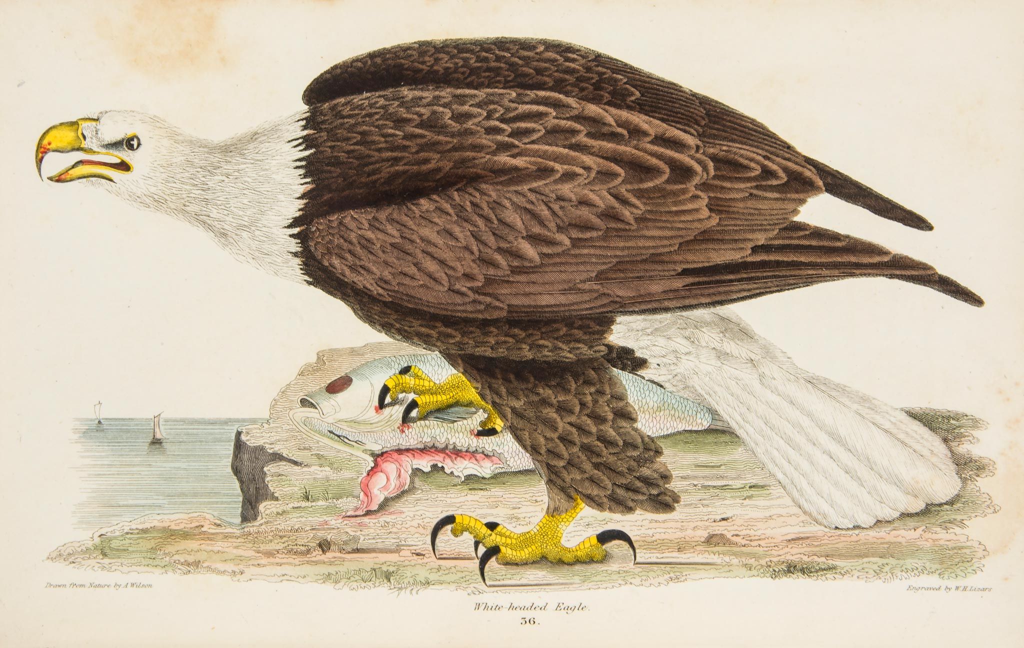Wilson (Alexander) and Charles Lucian Bonaparte. - American Ornithology, 3 vol.,   engraved portrait