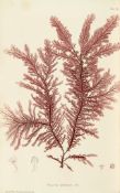 Johnstone (William Grosart) & Alexander Croall. - The Nature-Printed British Sea-Weeds, 4 vol.,