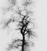 Harry Callahan (1912-1999) - Multiple Exposure Tree, Chicago, 1956 Gelatin silver print, printed