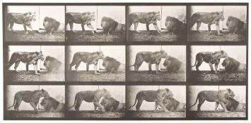 Eadweard Muybridge (1830-1904) - Lioness Walking; Lion  Lying Down, Plate 727, 1887 Collotype from