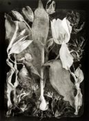 John Blakemore (b.1936) - Tulipa - The Generations No.14, 1994 Gelatin silver print, printed