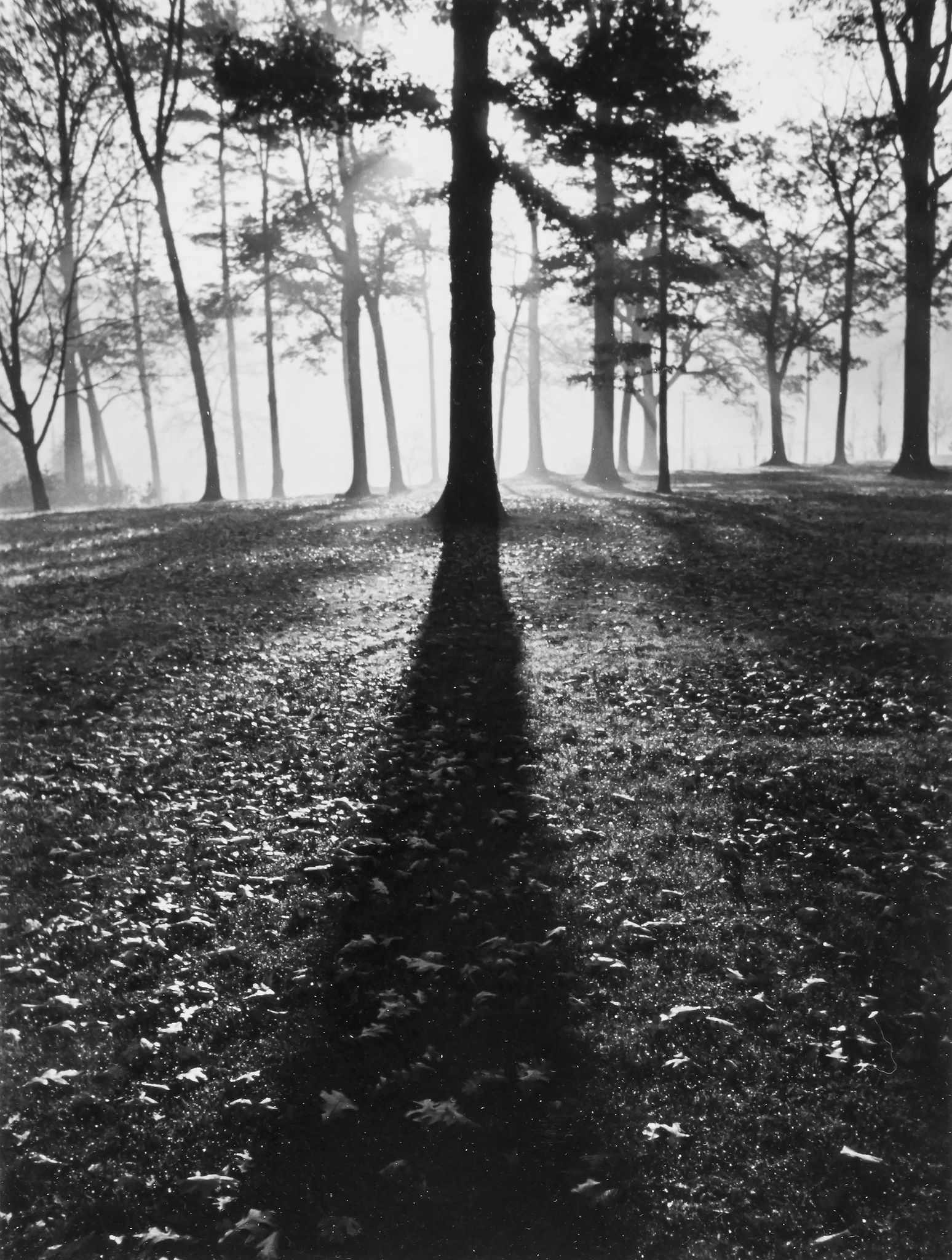 Alfred Eisenstaedt (1898-1995) - Autumn Morning at White Sulphur Springs, W.VA, 1937; Giant Oak in - Image 2 of 2