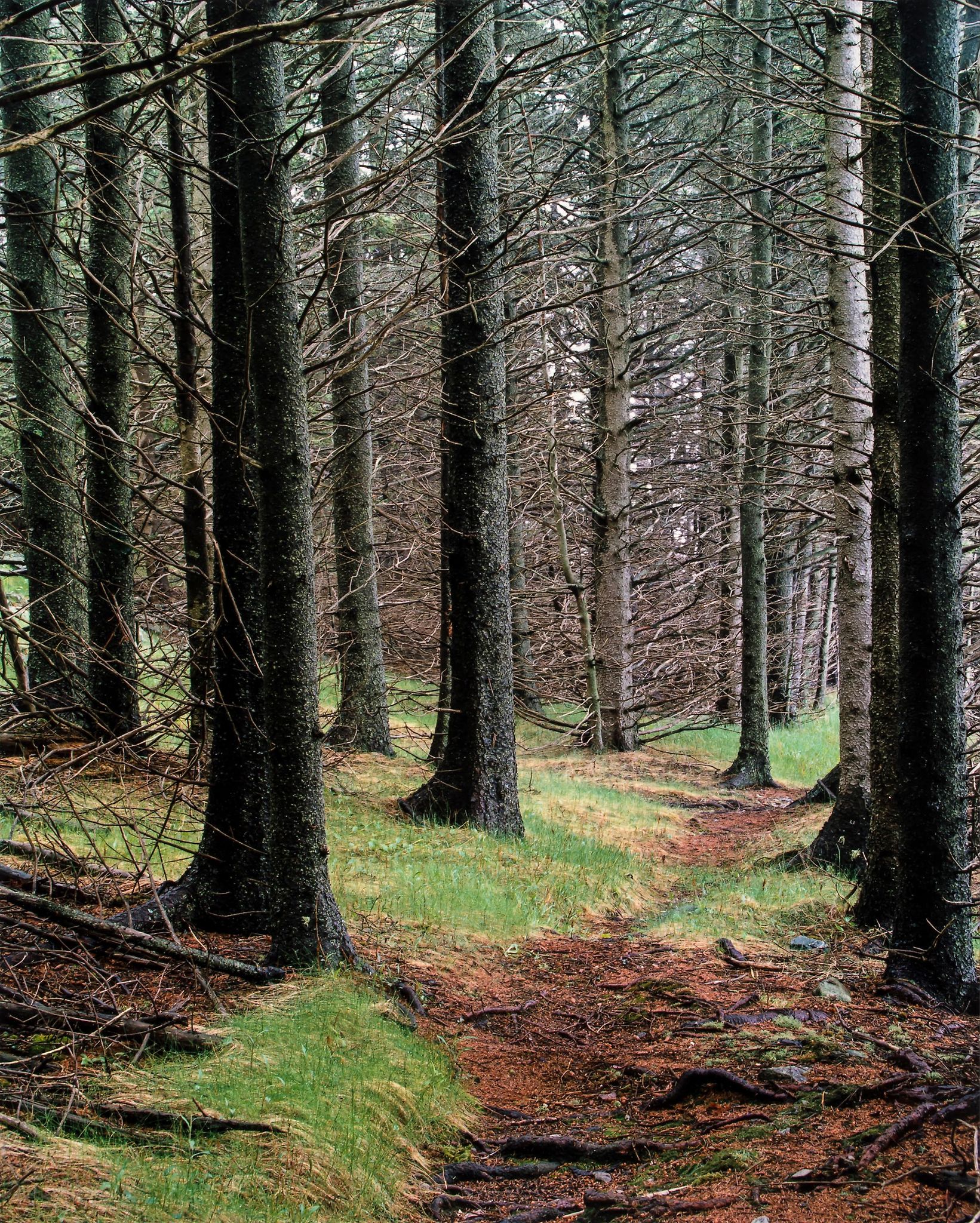 Eliot Porter (1901-1990) - Path In Wood, from the series `In Wilderness`, 1981 Four dye-transfer - Image 2 of 4