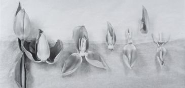 John Blakemore (b.1936) - Tulipa - Dissections No.8, 1990 Gelatin silver print, printed later,