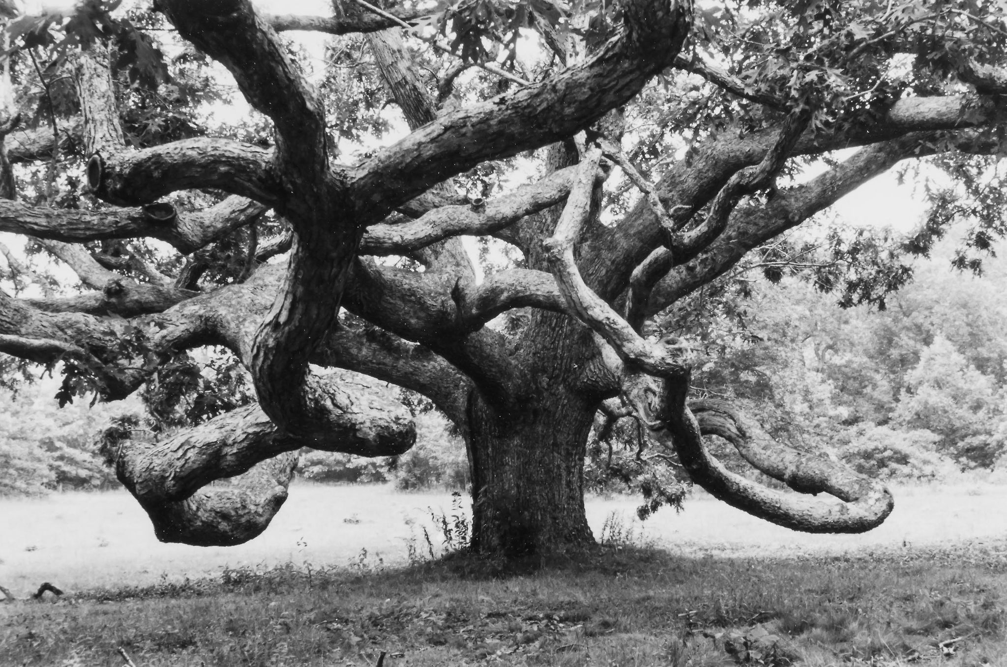 Alfred Eisenstaedt (1898-1995) - Autumn Morning at White Sulphur Springs, W.VA, 1937; Giant Oak in