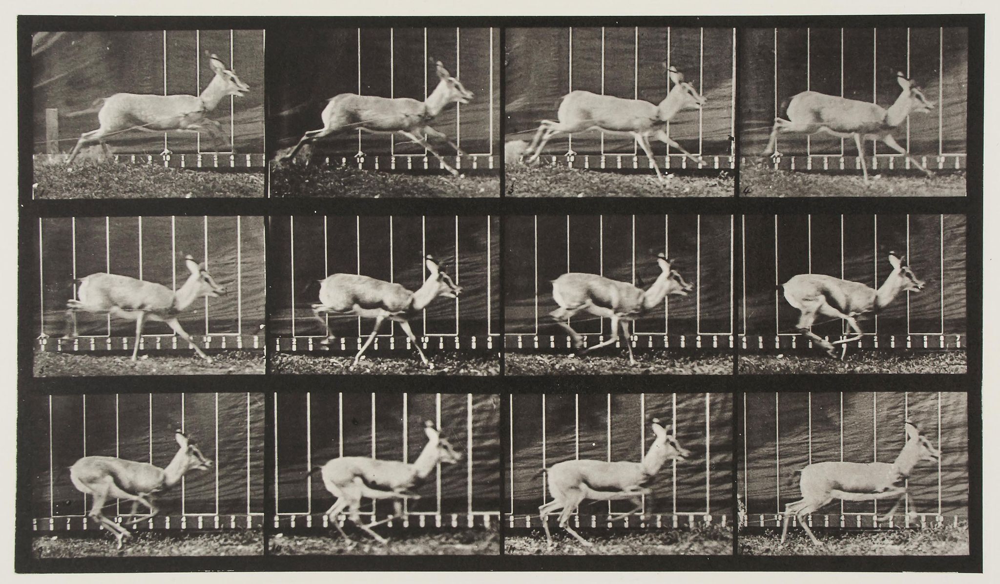 Eadweard Muybridge (1830-1904) - Antelope Trotting, Plate 698, 1887 Collotype from Animal