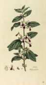 Curtis (William) - Flora Londinensis, vol.I, V  &  VI only (of 6),   first edition,     vol.I with