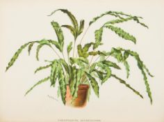 Schneider (George) - The Book of Choice Ferns, 3 vol.,   half-titles, lithographed and