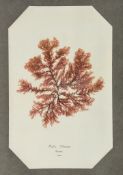 Seaweeds.- - Album of Dried Seaweeds,  30 specimens, each laid onto paper and mounted to a leaf,