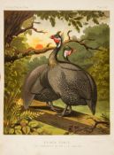 Wright (Lewis) - The Illustrated Book of Poultry,  50 chromolithographed plates, other plain plates
