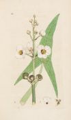 Sowerby (James) - English Botany, vol.I-IV only,   306 hand-coloured engraved plates, a few ff. in