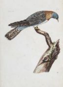 Mazell (Peter) - Magpie; Female Cuckoo; Long-legged Plover,  3 original hand-coloured etchings after