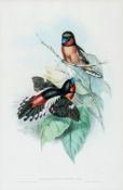 Gould (John) and Henry Constantine Richter. - A group of 6 Birds of Asia, including a black-and-