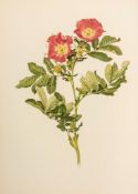 Willmott (Ellen Ann) - The Genus Flora, 2 vol. bound from 25 parts,   132 chromolithographed plates,
