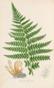 Ferns.- Sowerby (John E.) and Charles Johnson. - The Ferns of Great Britain, 1855   bound with  The