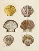 Mendes da Costa (Emanuel) - Historia naturalis testaceorum Britanniae, or the British Conchology,