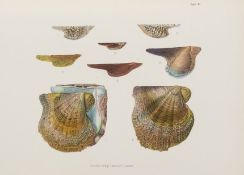Dunker (Guilielmo) - Index Molluscorum quae in itinere ad Guineam inferiorem collegit Georgius Tams