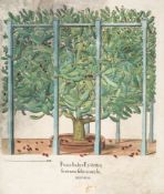 Besler (Basilius) - Melocactos; Ficus Indica Eystetten, 2 plates of cacti from Hortus Eystettensis,