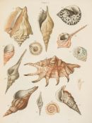 Brookes (Samuel) - An Introduction to the Study of Conchology,  11 lithographed plates, of which 9