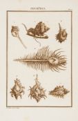 Cubieres (Simon Louis Pierre) - Histoire Abrégée des Coquillages de Mer,  21 engraved plates