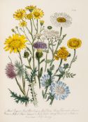 Loudon (Jane Webb) - British Wild Flowers,  60 hand-coloured lithographed plates, occasional