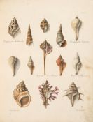 Crouch (Edmund A.) - An Illustrated Introduction to Lamarck`s Conchology,  22 hand-coloured