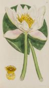 Sowerby (James) - English Botany, or, Coloured Figures of British Plants, vol.1-15 only (of 36),