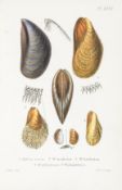 Jeffreys (John Gwyn) - British Conchology, 5 vol.,   5 hand-coloured engraved frontispieces and 142