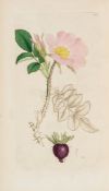 and James Sowerby. English Botany; or, Coloured Figures of British Plants  ( Sir   James Edward)