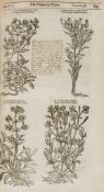 Parkinson (John) - Theatrum Botanicum: The Theater of Plants,  first edition  ,   numerous woodcut
