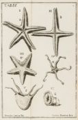 [Bianchi (Simon Giovanni)] ""Janus Plancus"" - De Conchis minus notis Liber...,  5 engraved folding