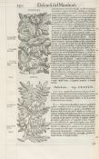 Mattioli (Pietro Andrea) - I Discorsi,  numerous woodcut illustrations, ruled throughout in red,