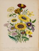 Loudon (Jane Webb) - The Ladies` Flower-Garden of Ornemental Annuals,  first edition ,  48 hand-